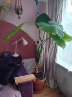 Grote olifantsoor kamerplant, Ophalen, Halfschaduw, 150 tot 200 cm