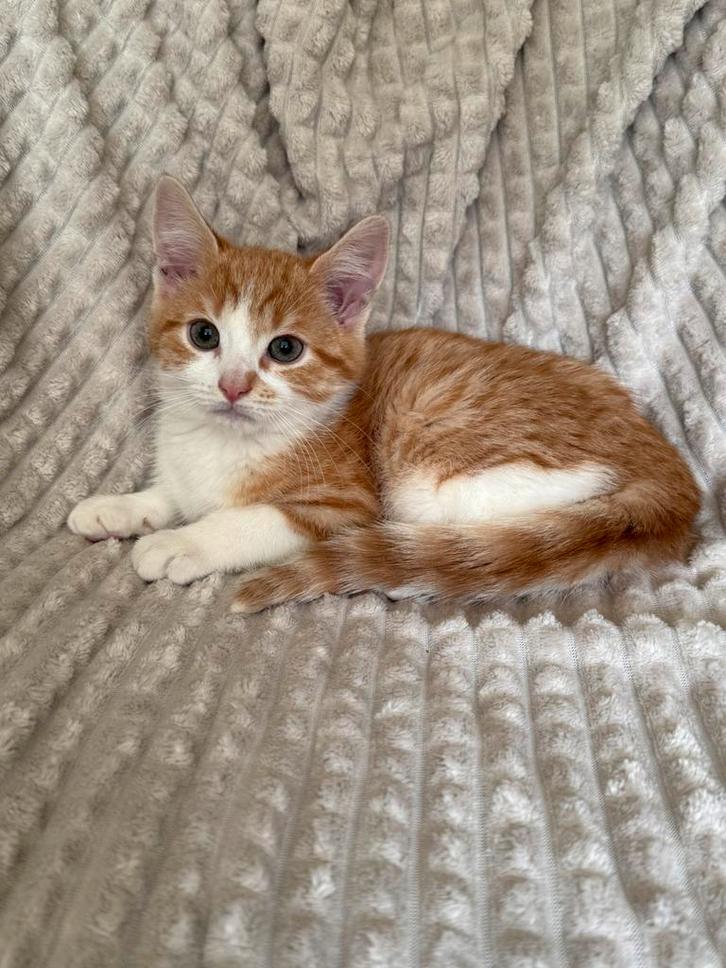 Lieve kittens 10 weken oud mogen verhuizen, Dieren en Toebehoren, Katten en Kittens | Overige Katten, Meerdere dieren