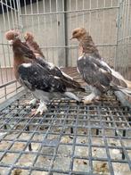 Takla supr, Dieren en Toebehoren, Meerdere dieren, Kip