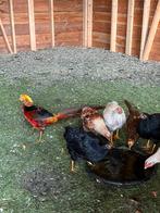 2 goudfazant hanen, Dieren en Toebehoren, Mannelijk, Overige soorten