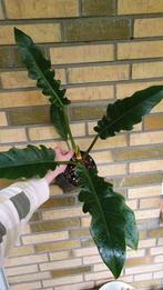 Philodendron Narrow Escape, Overige soorten, In pot, Minder dan 100 cm, Groene kamerplant