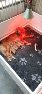 Dekreu Nova Scotia Duck Tolling Retriever (Toller) en pups, Dieren en Toebehoren, Rabiës (hondsdolheid), Reu, Eén hond, 3 tot 5 jaar