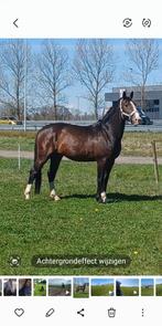 Paard, Dieren en Toebehoren, Paarden, Hengst, B, 160 tot 165 cm, 3 tot 6 jaar