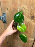 Monstera deliciosa variegata plant aurea lemon mint, Huis en Inrichting, Ophalen of Verzenden, Halfschaduw, Minder dan 100 cm