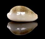 Schelpen: Cypraea ovum 24,3mm (F+++/Gem), Ophalen of Verzenden, Schelp(en)