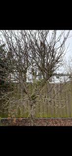 Gratis bessenboom, Tuin en Terras, Overige soorten, Lente, 250 tot 400 cm, Ophalen