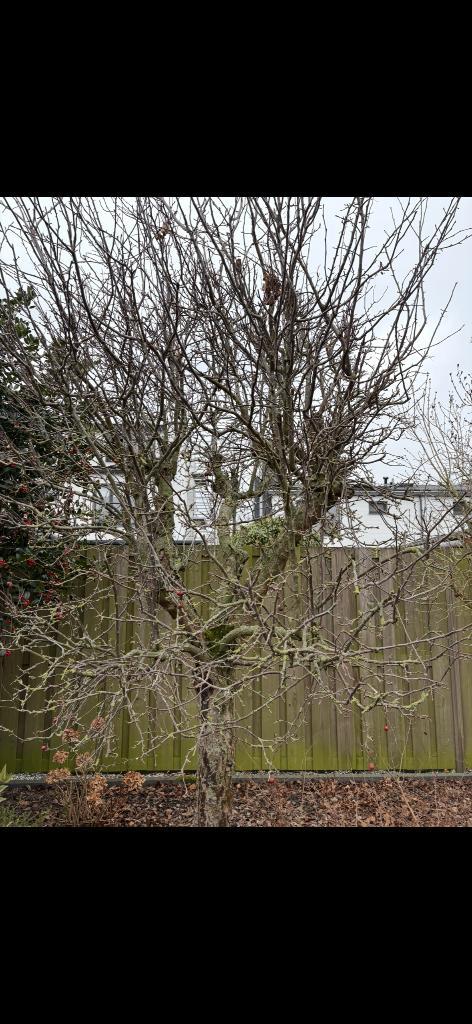 Gratis bessenboom, Tuin en Terras, Planten | Bomen, Overige soorten, 250 tot 400 cm, Volle zon, Lente, Ophalen