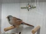 Baardmannetje - Panurus biarmicus, Meerdere dieren, Wildzangvogel, Geringd