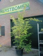 Mooie meerstammige krentenbomen in pot AANBIEDING!, Overige soorten, Lente, 100 tot 250 cm, Ophalen