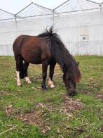 Shetlander hengst te koop, Dieren en Toebehoren, Pony's, Niet van toepassing, Hengst, A pony (tot 1.17m), 3 tot 6 jaar