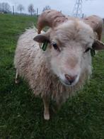 Leuke mini schaapjes., Dieren en Toebehoren, Schapen, Geiten en Varkens, Meerdere dieren, Schaap, 0 tot 2 jaar