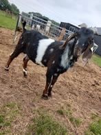 Super mooie maanvlek boerbok!, Dieren en Toebehoren, Schapen, Geiten en Varkens, Mannelijk, Geit, 0 tot 2 jaar