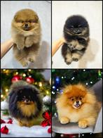 Pomeriaan teefje en reutje, Particulier, Keeshond, 15 weken tot 1 jaar, Reu