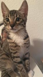 Kitten, Dieren en Toebehoren, Katten en Kittens | Raskatten | Korthaar, Kater, Gechipt, 0 tot 2 jaar