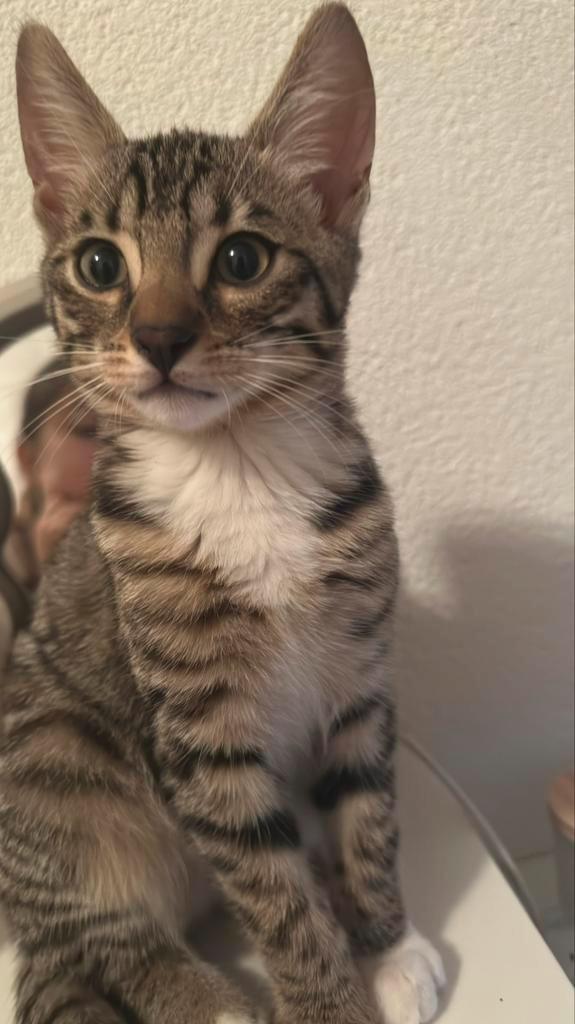 Kitten CinCin, Dieren en Toebehoren, Katten en Kittens | Raskatten | Korthaar, Kater, 0 tot 2 jaar, Gechipt, Ontwormd