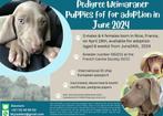 Weimaraner Pups, Rabiës (hondsdolheid), Meerdere, 8 tot 15 weken, Meerdere dieren