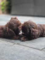 Shih-tzu pups, Dieren en Toebehoren, Katten en Kittens | Raskatten | Langhaar, Meerdere dieren, Gechipt, 0 tot 2 jaar