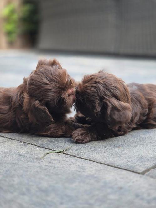 Shih-tzu pups, Dieren en Toebehoren, Katten en Kittens | Raskatten | Langhaar, Meerdere dieren, 0 tot 2 jaar, Gechipt, Ontwormd