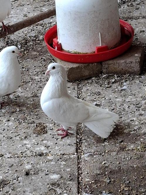 Pauwstaart doffer, Dieren en Toebehoren, Vogels | Duiven, Overige soorten, Mannelijk