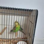 Parkieten, Dieren en Toebehoren, Vogels | Parkieten en Papegaaien, Meerdere dieren, Parkiet