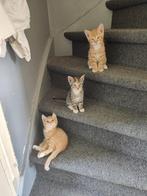 4 kittens, beschikbaar vanaf vrijdag 4 juli., Dieren en Toebehoren, Katten en Kittens | Overige Katten, Kater, 0 tot 2 jaar
