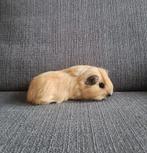 Cavia California sheltie, Dieren en Toebehoren, Knaagdieren, Cavia, Mannelijk, Mei, Tam