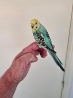Grasparkiet turquoise split tam 2025, Dieren en Toebehoren, Vogels | Parkieten en Papegaaien, Mannelijk, Parkiet, Tam