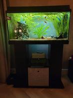 Compleet aquarium met meubel en toebehoren, Ophalen, Zo goed als nieuw, Gevuld zoetwateraquarium