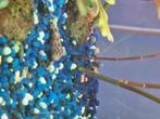 Ramshorn and malaysian snails, Dieren en Toebehoren, Vis