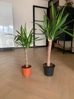 Yucca Kamerplanten op Stam - 2 stuks, In pot, Minder dan 100 cm, Yucca, Groene kamerplant