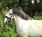 3 prachtige grote B Welsh pony’s, Dieren en Toebehoren, Merrie, Niet van toepassing, 3 tot 6 jaar, Recreatiepony