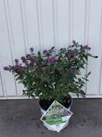 Buddleja blue chip (dwergvlinderstruik), Volle zon, Vaste plant, Zomer, Ophalen