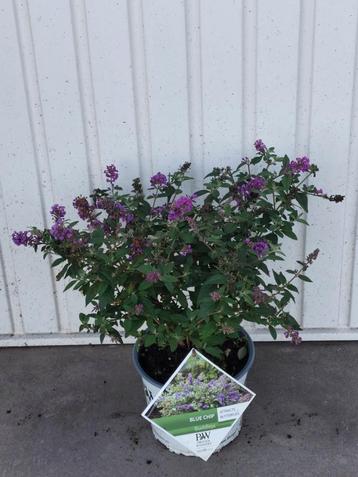 Buddleja blue chip (dwergvlinderstruik) beschikbaar voor biedingen