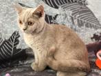 Britse Brits korthaar kittens, Dieren en Toebehoren, Katten en Kittens | Raskatten | Korthaar, Kater, Ontwormd, 0 tot 2 jaar