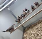 Spitsstaart amadines, Vrouwelijk, Tropenvogel