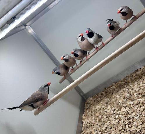 Spitsstaart amadines, Dieren en Toebehoren, Vogels | Overige Vogels, Tropenvogel, Vrouwelijk
