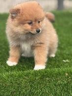Te koop mooie Dwergkees pup, Parvo, Nederland, Keeshond, Reu