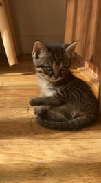 Ragdoll kruising kittens, Meerdere dieren, Ontwormd, 0 tot 2 jaar