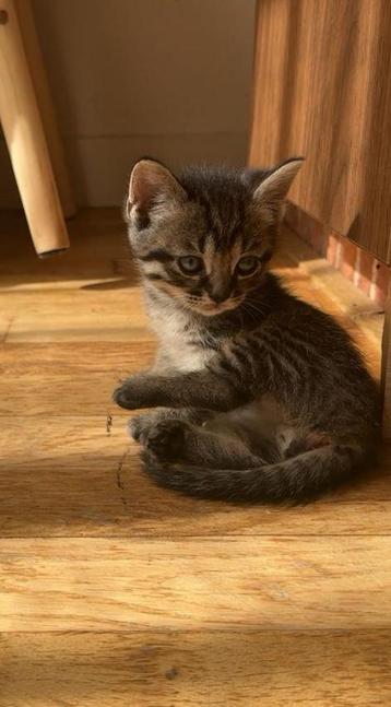 Ragdoll kruising kittens beschikbaar voor biedingen