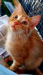 Lief (half)langharige rode kitten Ross, Dieren en Toebehoren, Katten en Kittens | Overige Katten, Kater, Langharig, 0 tot 2 jaar