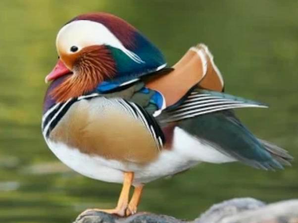 Broedeieren van mandarijn en kwaker eend gezocht, Dieren en Toebehoren, Pluimvee, Eend, Geslacht onbekend