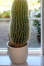 cactus, Ophalen, Minder dan 100 cm, In pot, Cactus