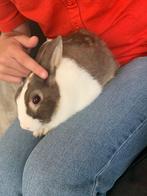 🐰 Lieve konijnen zoekt nieuw thuis, Dieren en Toebehoren, Konijnen, Mannelijk, Dwerg