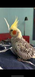 Valkparkiet weggevlogen TAM!, Dieren en Toebehoren, Vermiste en Gevonden Dieren, Vogel