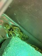 BrilKaaiman met verblijf, Dieren en Toebehoren, Slang, 0 tot 2 jaar