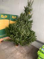 Nordmann kerstbomen 1.5–3.5 meter, Tuin en Terras, Planten | Bomen, Ophalen, Bloeit niet, Overige soorten, 250 tot 400 cm