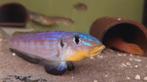 Enantiopus Melanogenys Kilesa F1, Dieren en Toebehoren, Vis, Zoetwatervis
