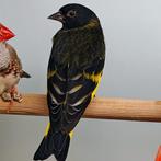 Spinus atrata x Spinus notata, Meerdere dieren, Tropenvogel