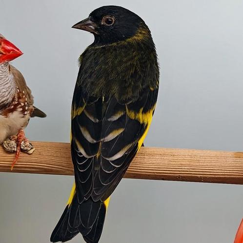 Spinus atrata x Spinus notata, Dieren en Toebehoren, Vogels | Overige Vogels, Tropenvogel, Meerdere dieren