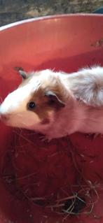 Cavia ,jonge beertjes, Cavia, November, Meerdere dieren, Tam